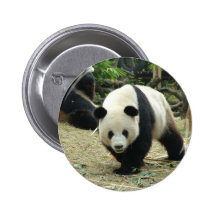 Giant panda in a wild animal zoo photography. pinback button