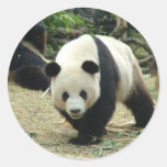 Giant panda in a wild animal zoo photography. round stickers