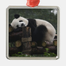Giant pandas at the Giant Panda Protection & 3 Christmas Ornaments