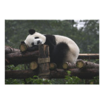 Giant pandas at the Giant Panda Protection & 3 Photographic Print