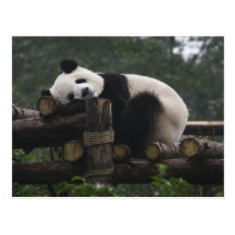 Giant pandas at the Giant Panda Protection & 3 Post Card