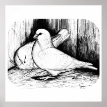 Giant Runt Pigeons Posters