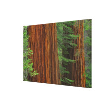 Giant Sequoia trunks in forest, Yosemite Gallery Wrapped Canvas