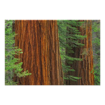 Giant Sequoia trunks in forest, Yosemite Photograph