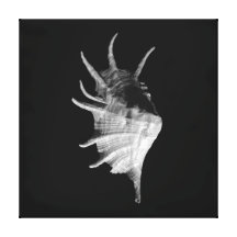Giant Spider Conch Seashell Lambis truncata Stretched Canvas Print
