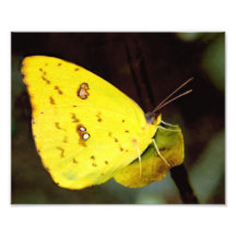 Giant Sulpher Butterfly. Photo Art