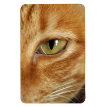 ginger cat flexible magnet