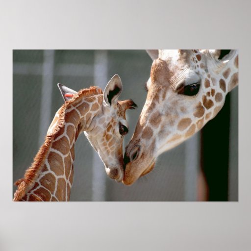 Giraffe and Baby print