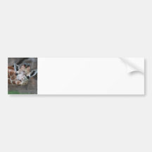 Giraffe  Bumper Sticker