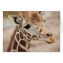 giraffe card