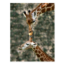 Giraffe Cleaning - Mummmmm Postcards