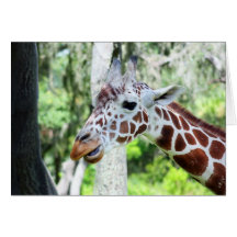 Giraffe Close Up Portrait Card