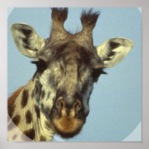 Giraffe Design Poster