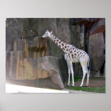 Giraffe Drinking Water Posters