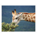 Giraffe eating some leaves personalized invites