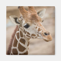 giraffe fridge magnets