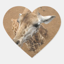 Giraffe Gaze Stickers