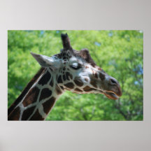 Giraffe Good Hair Day Posters
