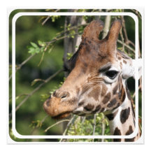 Giraffe Images Invitation