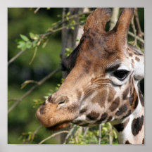 Giraffe Images Poster