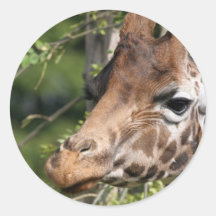 Giraffe Images Stickers
