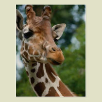 Giraffe Lovers Art Gifts postcards