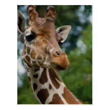 Giraffe Lovers Art Gifts Post Cards