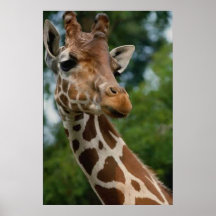 Giraffe Lovers Art Print Gifts