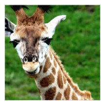 Giraffe Photo Invitation