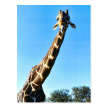 Giraffe Post Cards