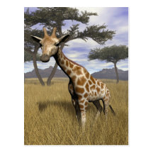 Giraffe Postcard