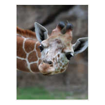 Giraffe  Postcard