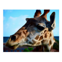Giraffe Postcard
