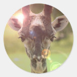 giraffe round sticker