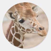 giraffe round sticker
