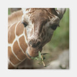 Giraffe Snack Square Magnet