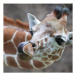 Giraffe Tongue Invitations