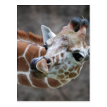 Giraffe Tongue Postcards