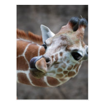 Giraffe Tongue Postcards