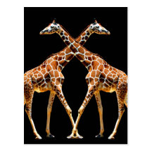 GIRAFFES IN PASSING POST CARDS