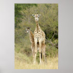 Giraffes Posters
