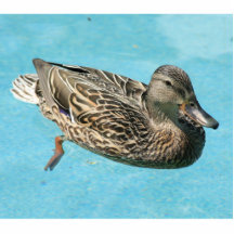 Girl duck acrylic cut out