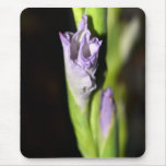 Gladiola Bud Mousepad