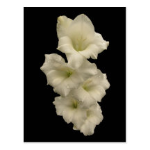 Gladiolas Postcards