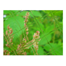 Glass Garden Postcards
