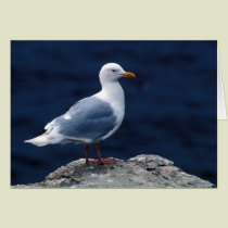 Glaucous Gull cards