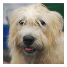 glen-of-imaal-terrier-7.jpg custom invitations
