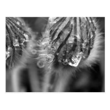 Glistening Crocuses Postcard