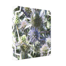 Globe Thistle Canvas Print