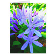 Glorious Agapanthus - Gift Card